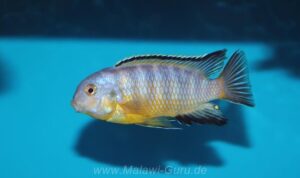 Tropheops gracilior 'Lutara Reef' (Cove Mountain)